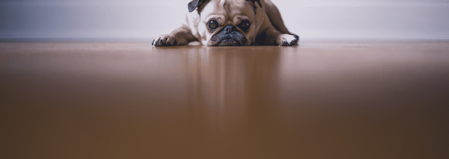 Pug Lying Down in Resignation on Wooden Floor with skirting board in background